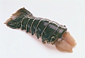 Fresh spiny lobster tail 