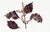Red shiso (Beefsteak plant, Perilla)