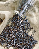 Juniper Berries