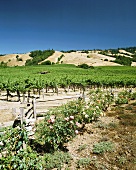Weinberge in Anderson Valley, Mendocino, Kalifornien