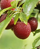 Plums with drops of water on the tree