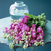 Bunch of pink stocks beside vase