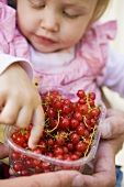 Child eating redcurrants