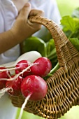 Child holding a basket of red and white radishes