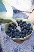 Pouring milk onto blueberries