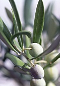 Green olives on branch