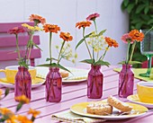 Zinnias and fennel in purple bottles on tea table