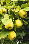 Quinces on the tree