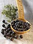 Juniper berries on and beside wooden spoon, juniper sprig