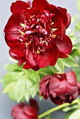 Red peonies