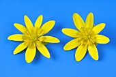 Lesser celandine (flowers)