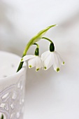 Spring snowflake in white beaker (close-up)