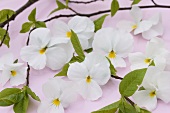 White horned violets and beech leaves