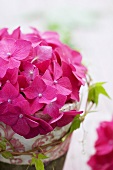 Hydrangea in pot (detail)