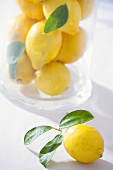 Lemons with leaves