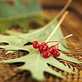 Viburnum berries on leaves