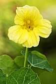 Kapuzinerkresse mit gelber Blüte (Sorte Whirlybird Gold)