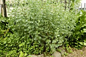 Wormwood in herb garden