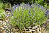 Flowering lavender in herb garden