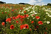 Poppies and oxeye daisies in meadow