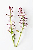 Two stalks of flowering fumitory