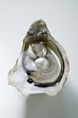 Oyster with pearl (overhead view)