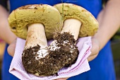 Hands holding two fresh ceps on cloth