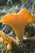 Two chanterelles in a forest