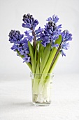 Hyacinths in a glass of water