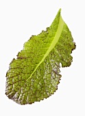 A red mustard leaf