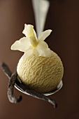 A scoop of vanilla ice cream, vanilla flower & pods on spoon