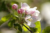 Apfelblüten, Sorte Jonathan (Close Up)