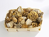 Morels and ceps in a punnet
