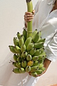 Frau hält Bananenstaude