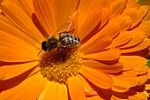 Ringelblume mit Biene (Close Up)