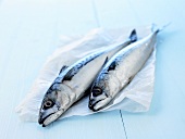 Two mackerel on paper on pale blue wooden background