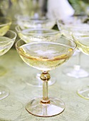Several glasses of sparkling wine in rows
