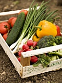 Crate of freshly picked organic vegetables on soil