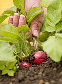 Hand pulling a radish out of the soil