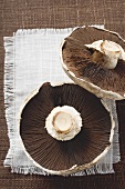 Portobello mushrooms from below