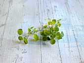 Watercress on wooden background