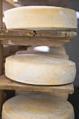 Käselaibe werden nach Alter im Holzregal gelagert