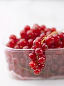 Rote Johannisbeeren in Plastikschale