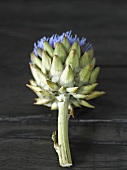 Artichoke flower on wooden table