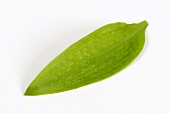 A ramsons (wild garlic) leaf