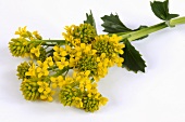 Common yellow rocket or winter cress with flowers