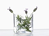 Flowering lavender in glass bowl