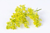 Flowering lady's bedstraw