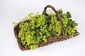 Lady's mantle in a basket