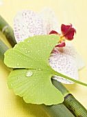 Gingko leaf with drops of water, orchid and bamboo
